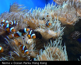 Nemo v Ocean Parku Hong Kong